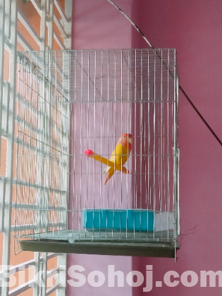 Love bird for sell